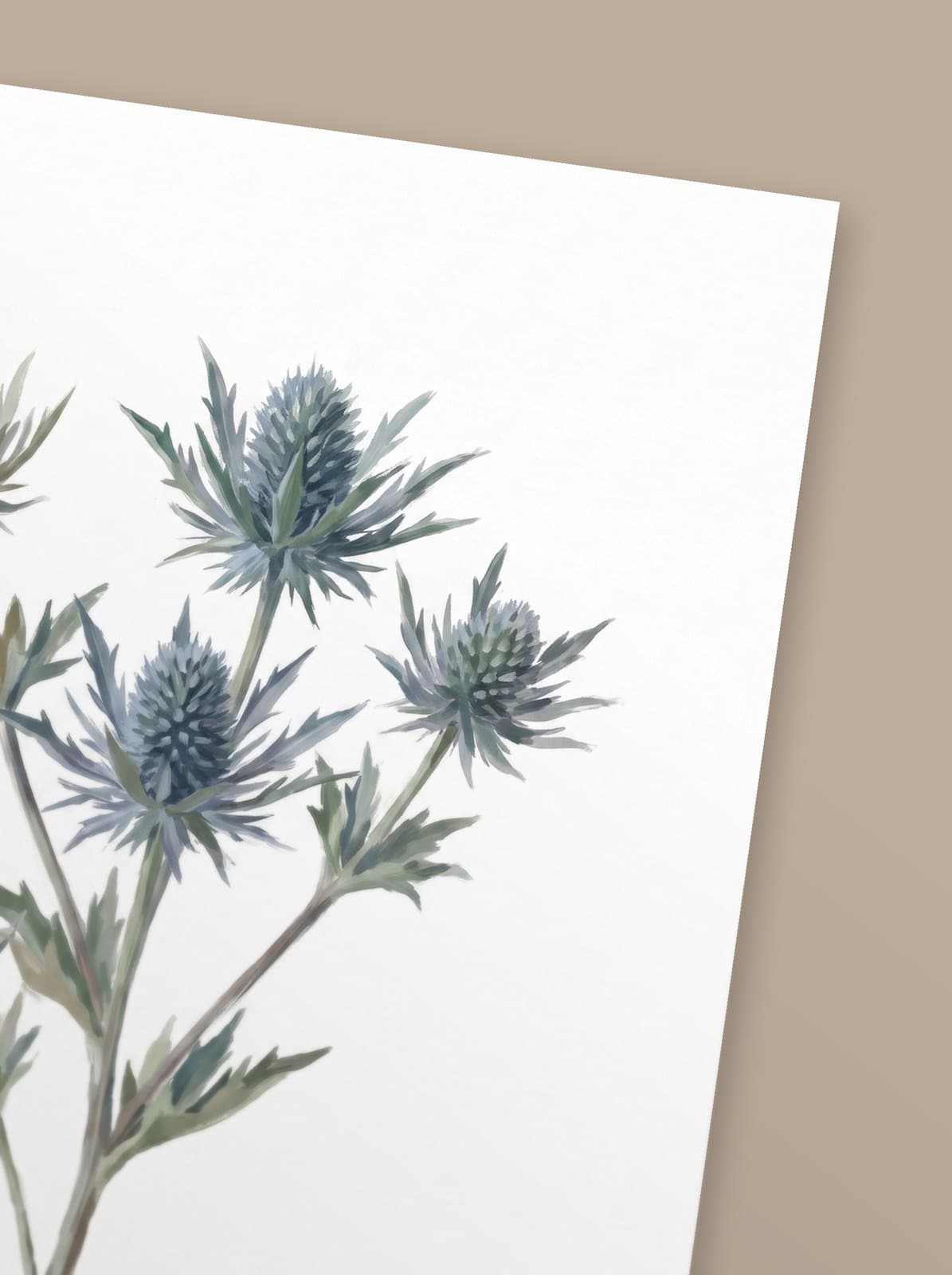 Eryngium — mise en situation