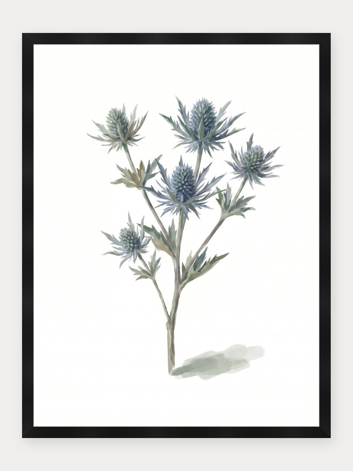 Eryngium