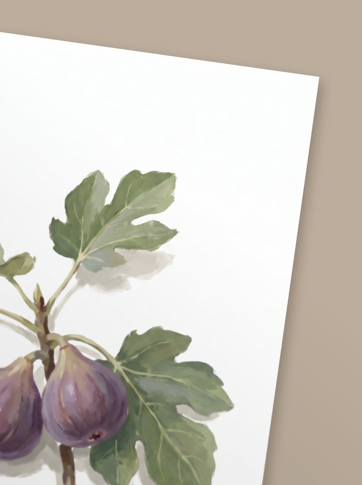 Ficus — mise en situation