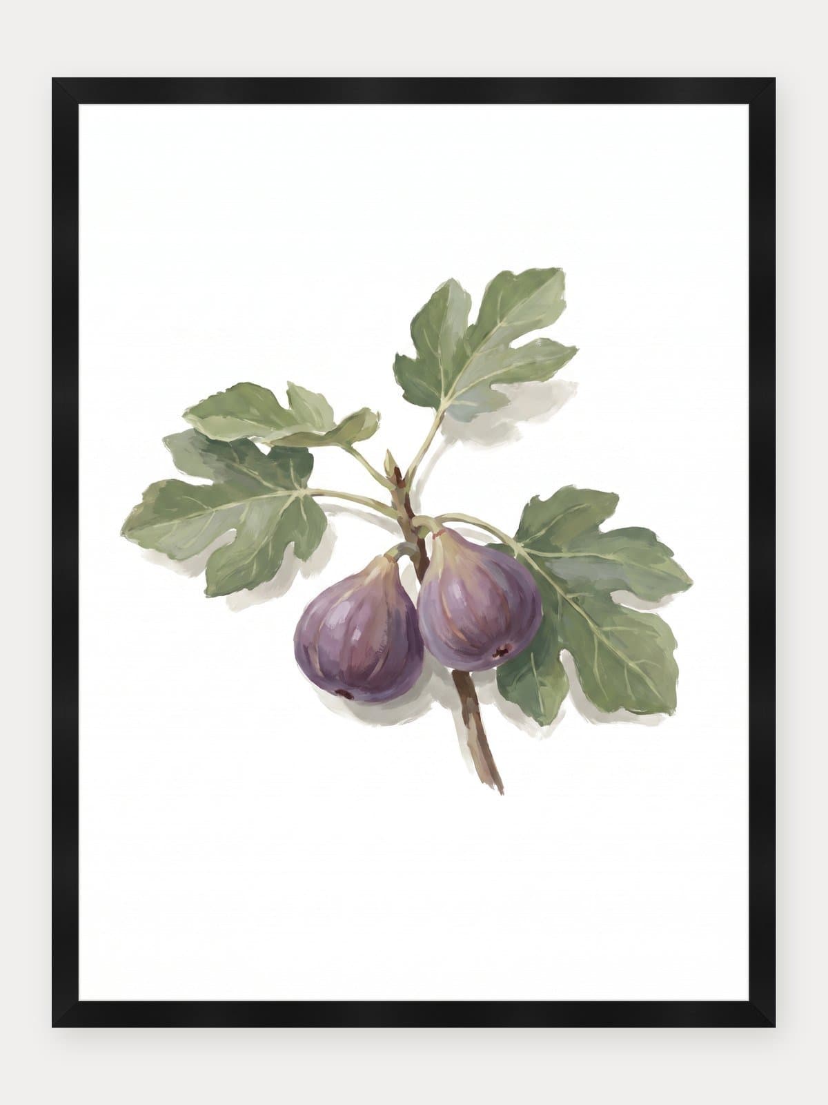 Ficus