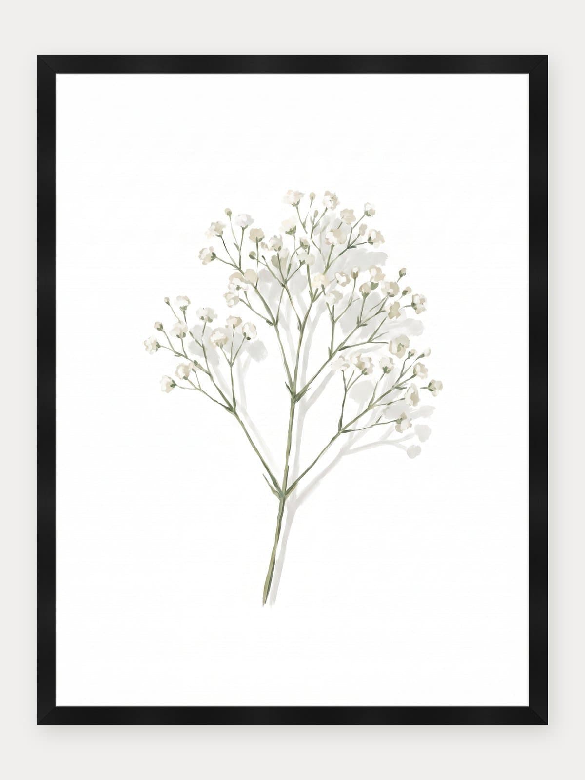 Gypsophila