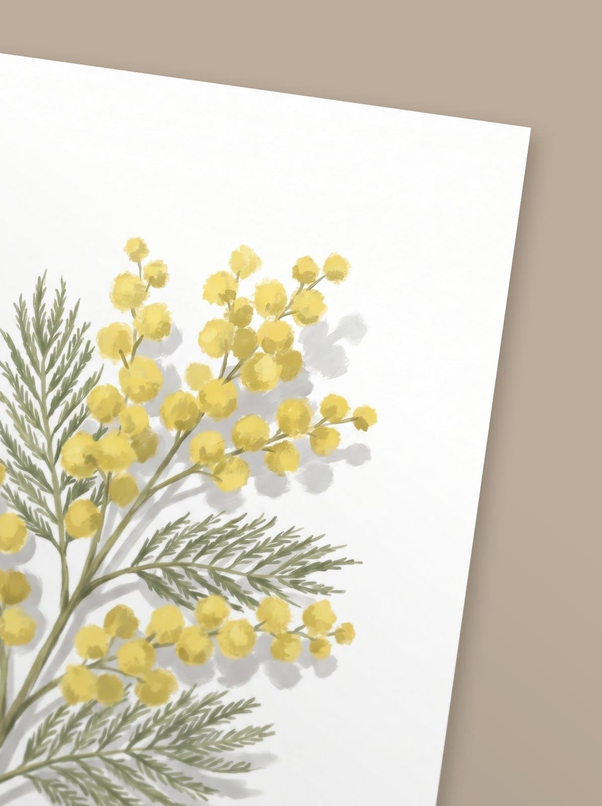 Mimosa — mise en situation