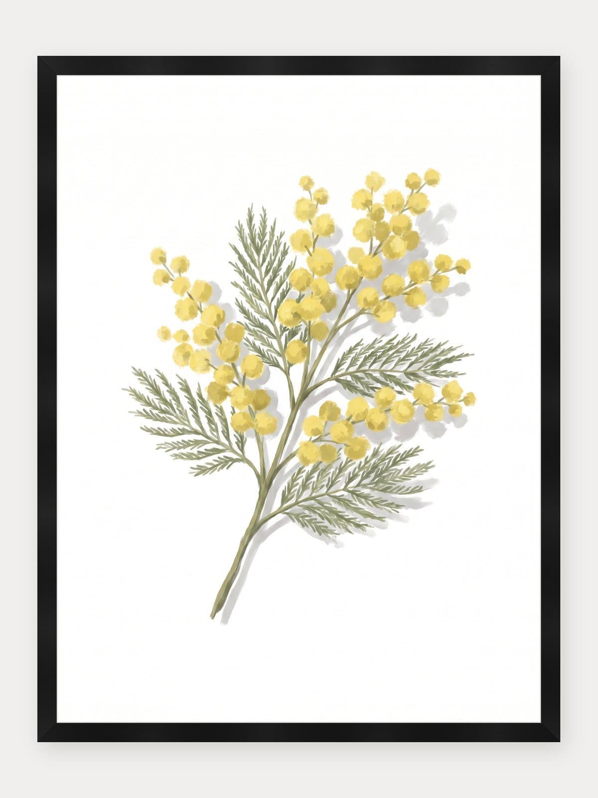 Mimosa