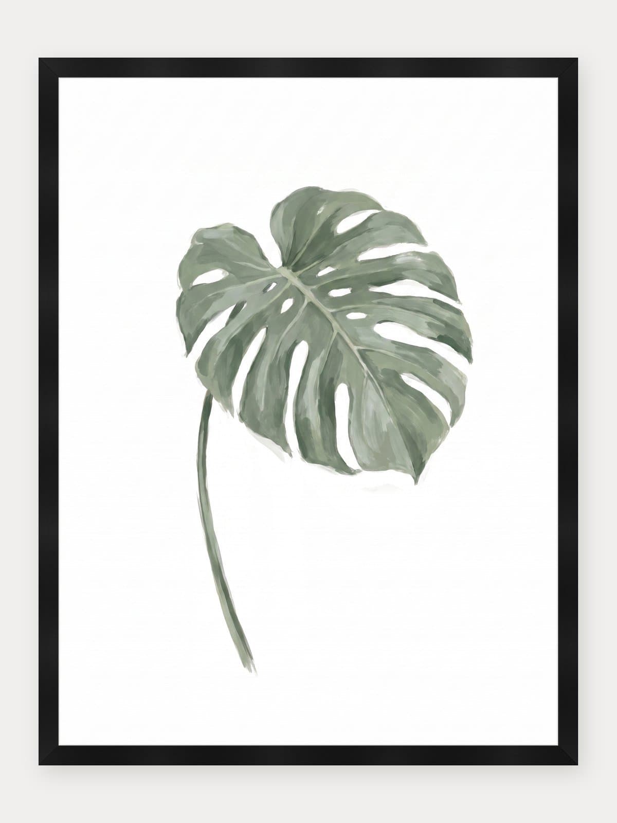 Monstera